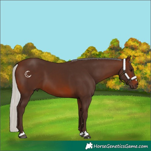 Horse Color:Silver Brown