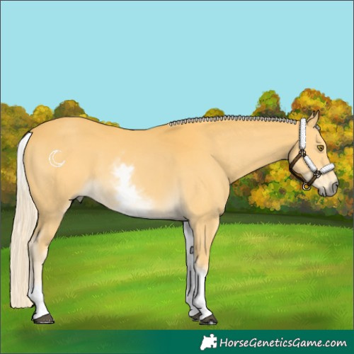 Horse Color:White Spotted Palomino 
