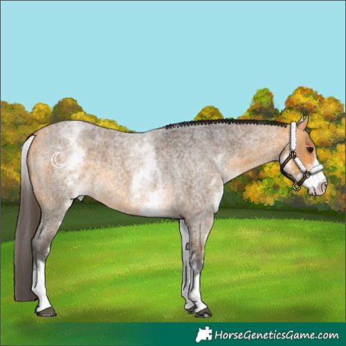 Horse Color:White Spotted Buckskin Roan