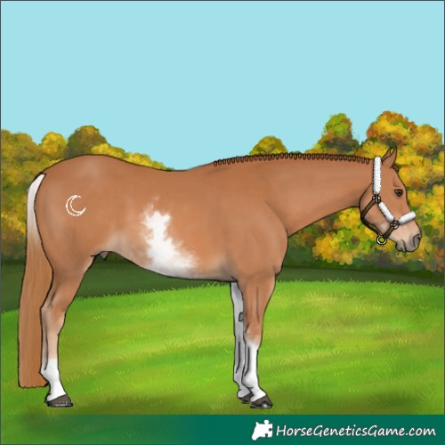 Horse Color:White Spotted Chestnut Rabicano 