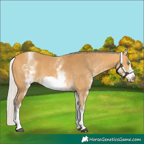 Horse Color:White Spotted Silver Buckskin Frame