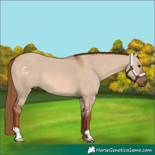 Horse Color:Red Dun 
