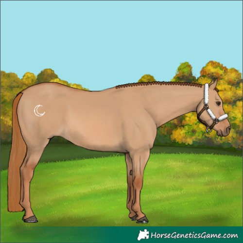 Horse Color:Red Dun