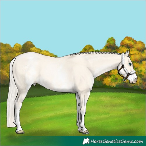 Horse Color:White Spotted Palomino Pearl Dun 