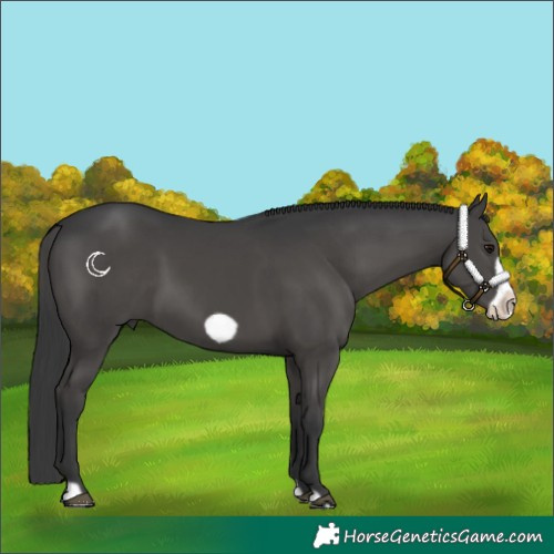 Horse Color:Black Frame 