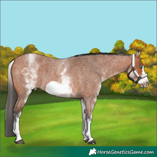 Horse Color:White Spotted Bay Roan Frame 