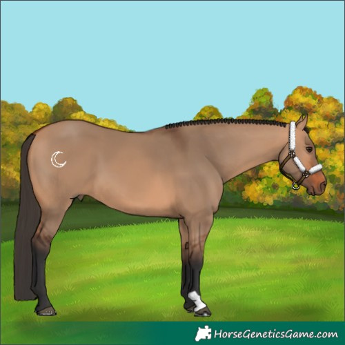 Horse Color:Bay Dun