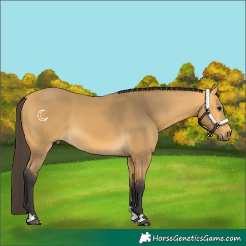 Horse Color:Buckskin 