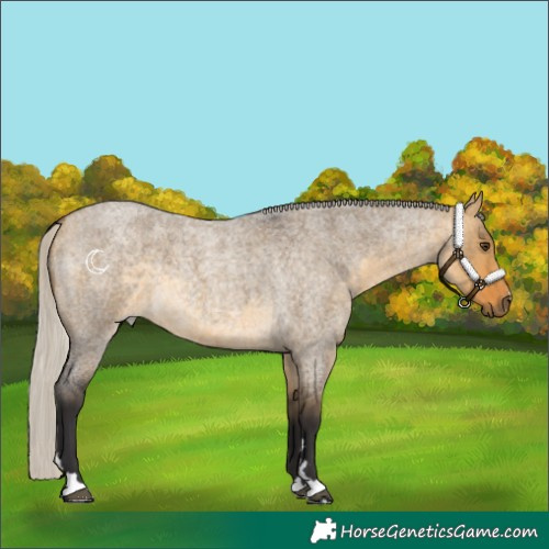 Horse Color:Silver Buckskin Roan Dun 