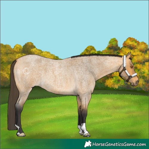 Horse Color:Buckskin Roan