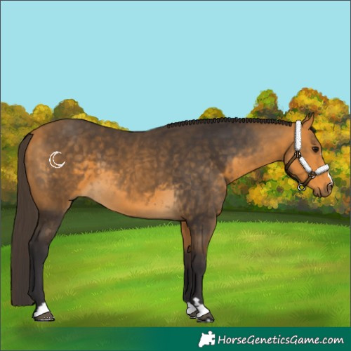 Horse Color:Buckskin 