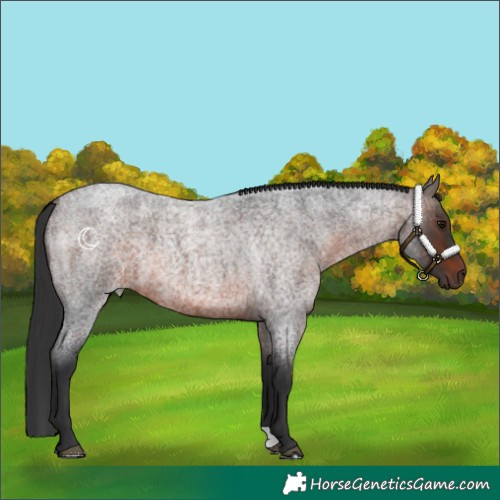 Horse Color:Brown Roan 