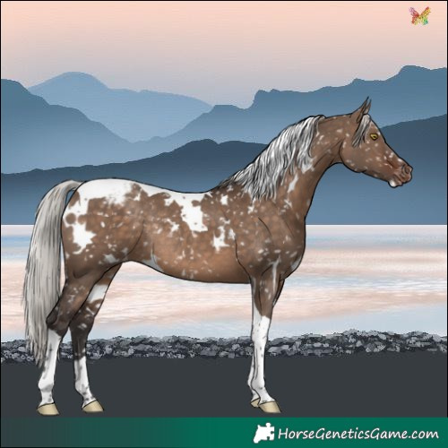 Horse Color:White Spotted Silver Brown Dun Tobiano Snowcap Rabicano