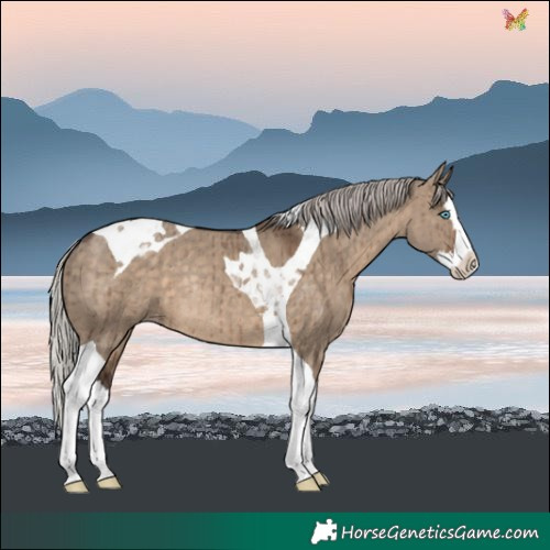 Horse Color:Silver Brown Dun Splash Tobiano Snowcap Rabicano Brindle 