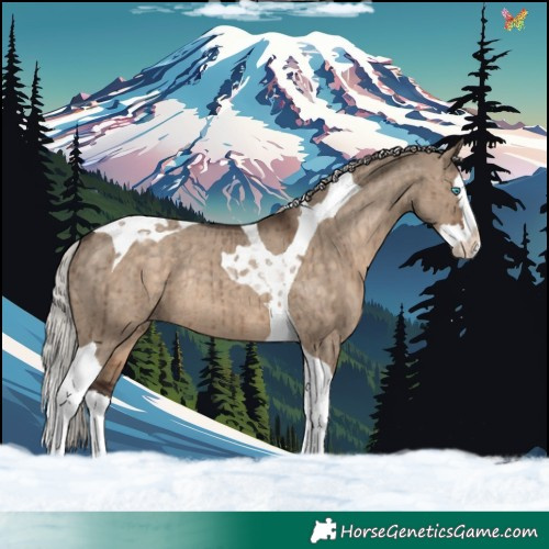 Horse Color:Silver Brown Dun Splash Tobiano Appaloosa Rabicano Brindle