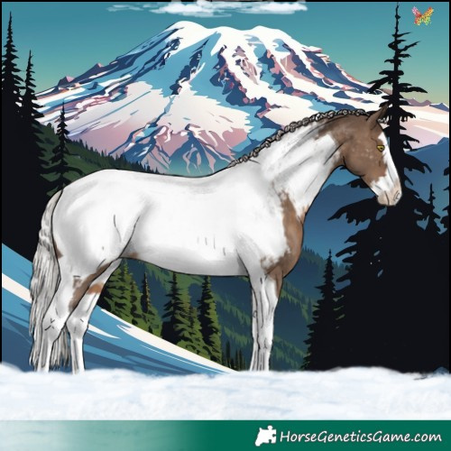 Horse Color:Silver Brown Dun Splash Tobiano Appaloosa Rabicano 
