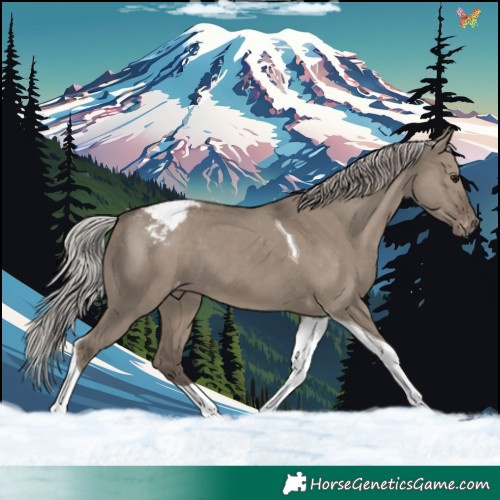 Horse Color:Silver Grullo Tobiano Appaloosa 