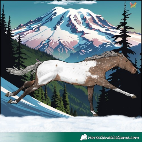 Horse Color:Silver Brown Dun Tobiano Appaloosa