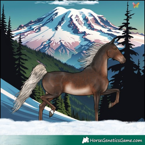 Horse Color:Liver Chestnut Mushroom Rabicano