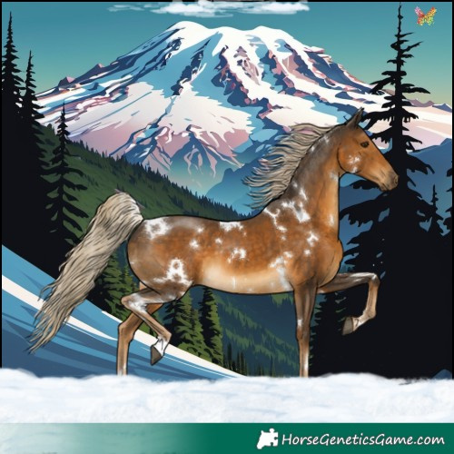 Horse Color:White Spotted Chocolate Palomino