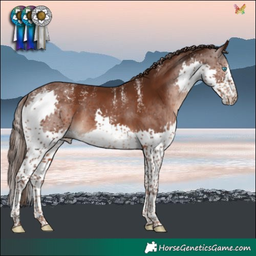 Horse Color:Powder White Liver Chestnut Splash 