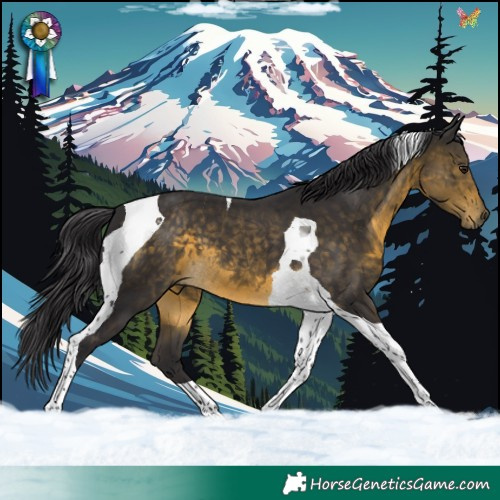 Horse Color:Buckskin Tobiano