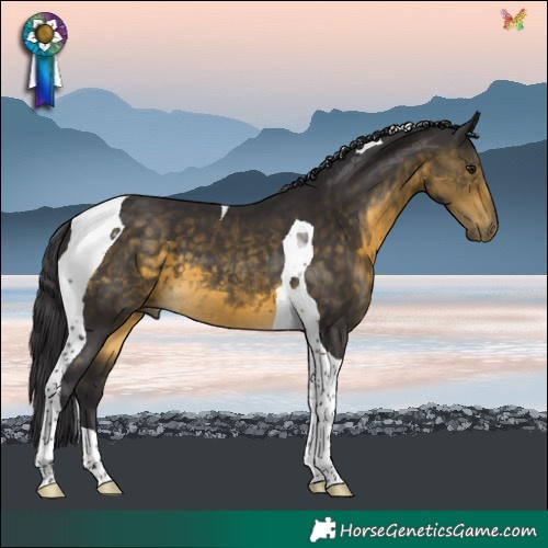 Horse Color:Buckskin Tobiano