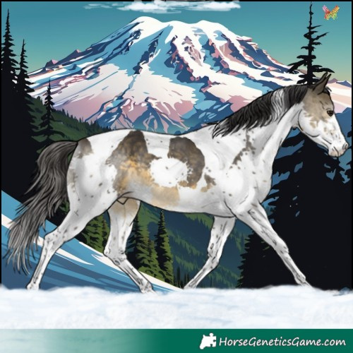Horse Color:Buckskin Splash Tobiano 