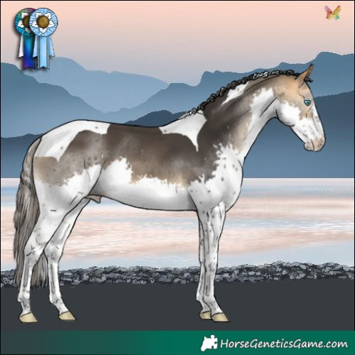 Horse Color:Buckskin Splash Tobiano