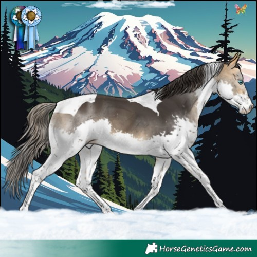 Horse Color:Buckskin Splash Tobiano