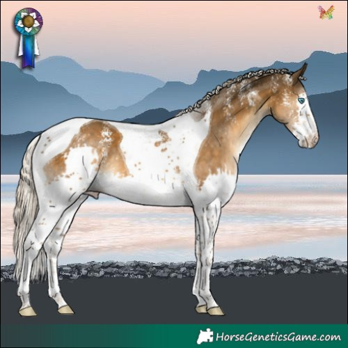 Horse Color:Powder White Chocolate Palomino Splash Tobiano 