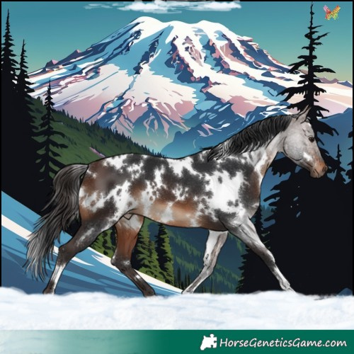 Horse Color:White Spotted Brown 