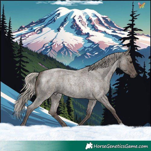 Horse Color:Silver Smoky Blue Roan 