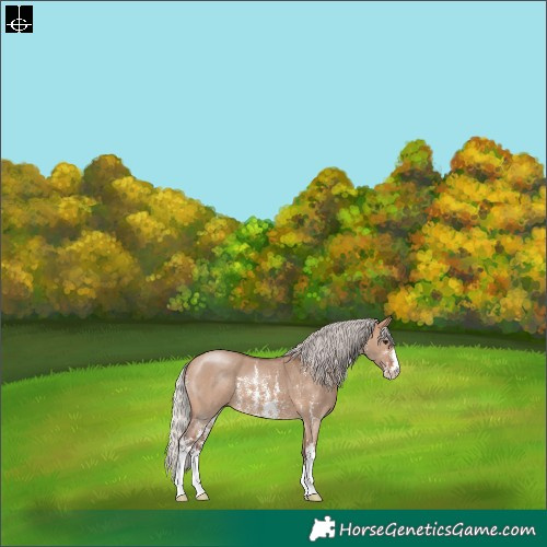 Horse Color:Silver Brown Dun Sabino 