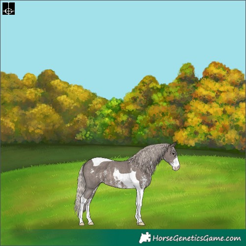 Horse Color:Silver Black Sabino Tobiano