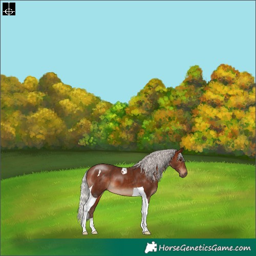 Horse Color:Silver Bay Tobiano 