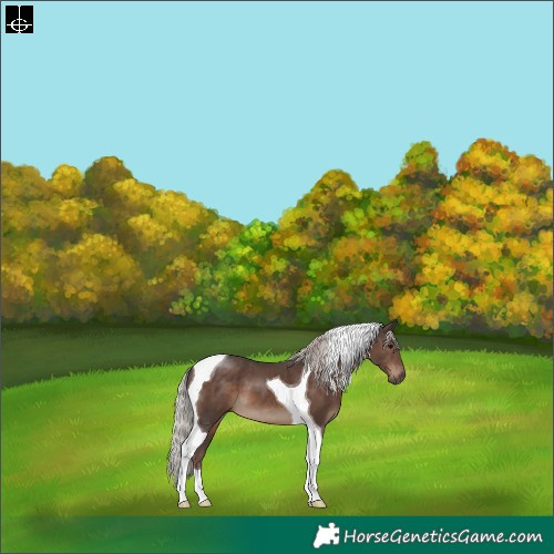 Horse Color:Silver Black Tobiano 