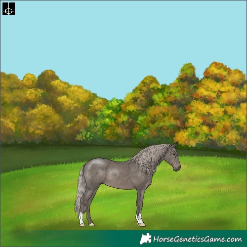 Horse Color:Silver Black