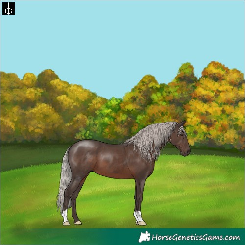 Horse Color:Silver Black