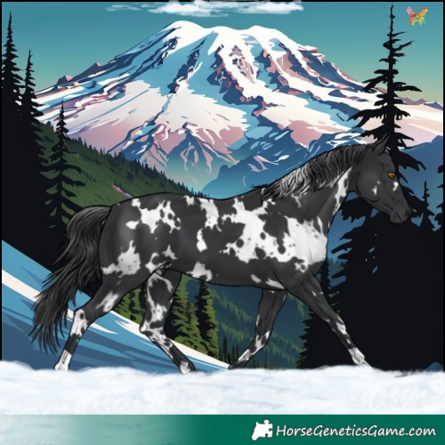 Horse Color:White Spotted Black