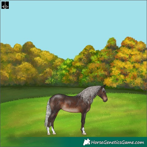 Horse Color:Silver Brown 