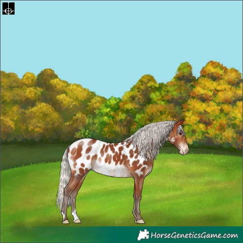 Horse Color:Silver Bay Near Leopard