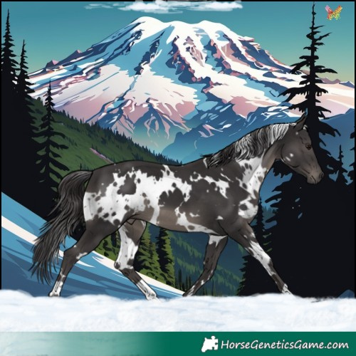 Horse Color:White Spotted Smoky Black 