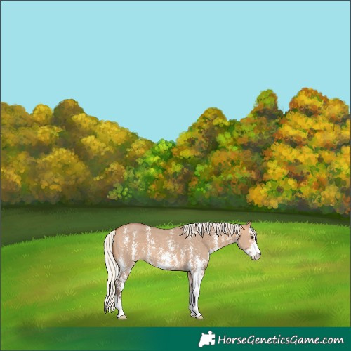 Horse Color:Silver Bay Dun Sabino Varnish