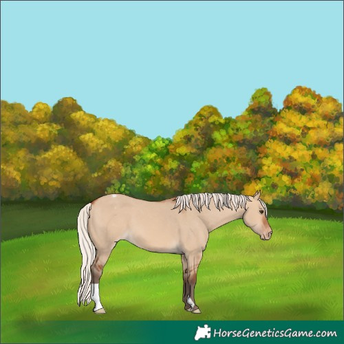 Horse Color:Silver Bay Dun Varnish