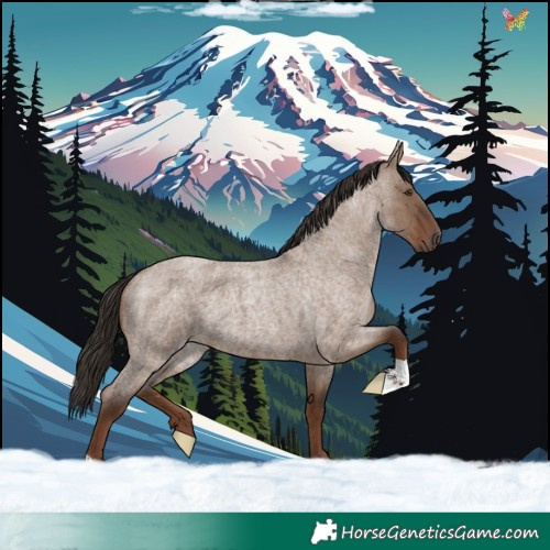 Horse Color:Liver Red Dun Roan 