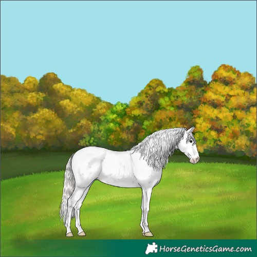 Horse Color:Silver Black Sabino Appaloosa 