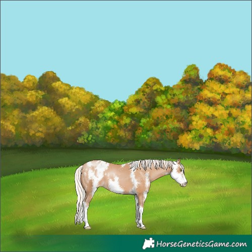Horse Color:Silver Black Pearl Sabino Blanket