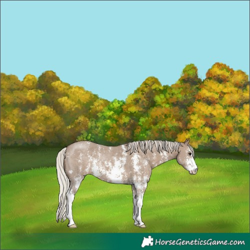 Horse Color:Silver Grullo Sabino