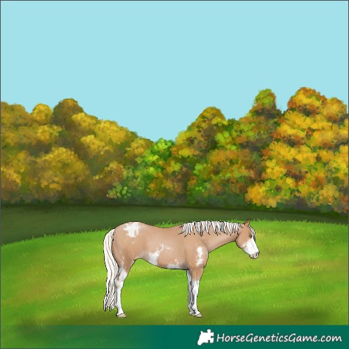 Horse Color:Silver Black Pearl Sabino Varnish